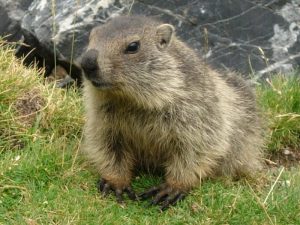 Marmota Ordesana